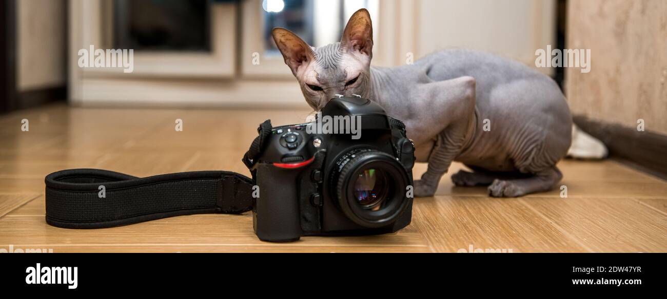Sphynx Cat regarde l'appareil photo SLR de derrière faible profondeur de champ Banque D'Images