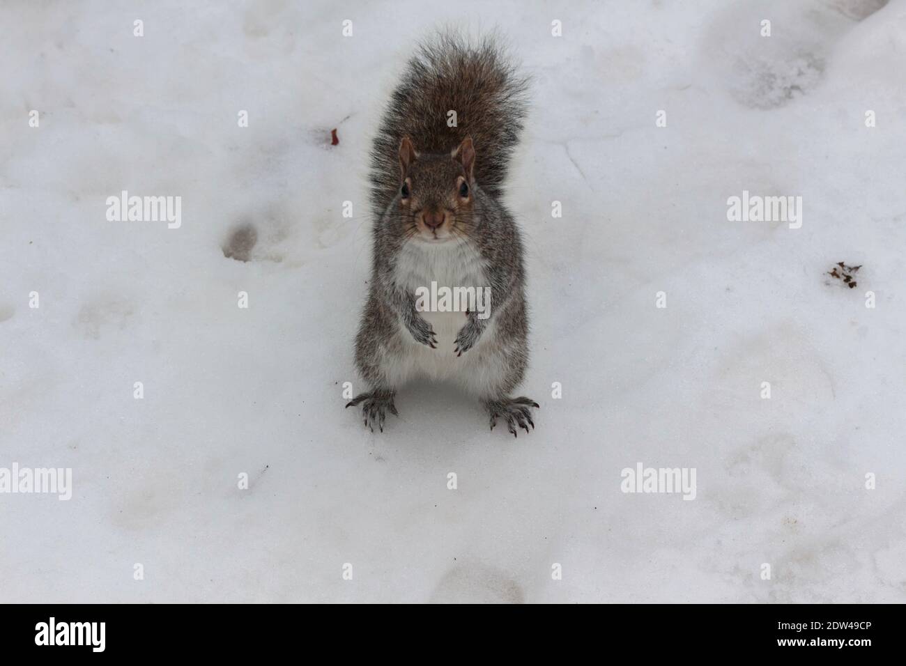 un écureuil gris est assis sur ses pattes arrière entourées de neige et regarde directement la caméra, aaaww……. Banque D'Images