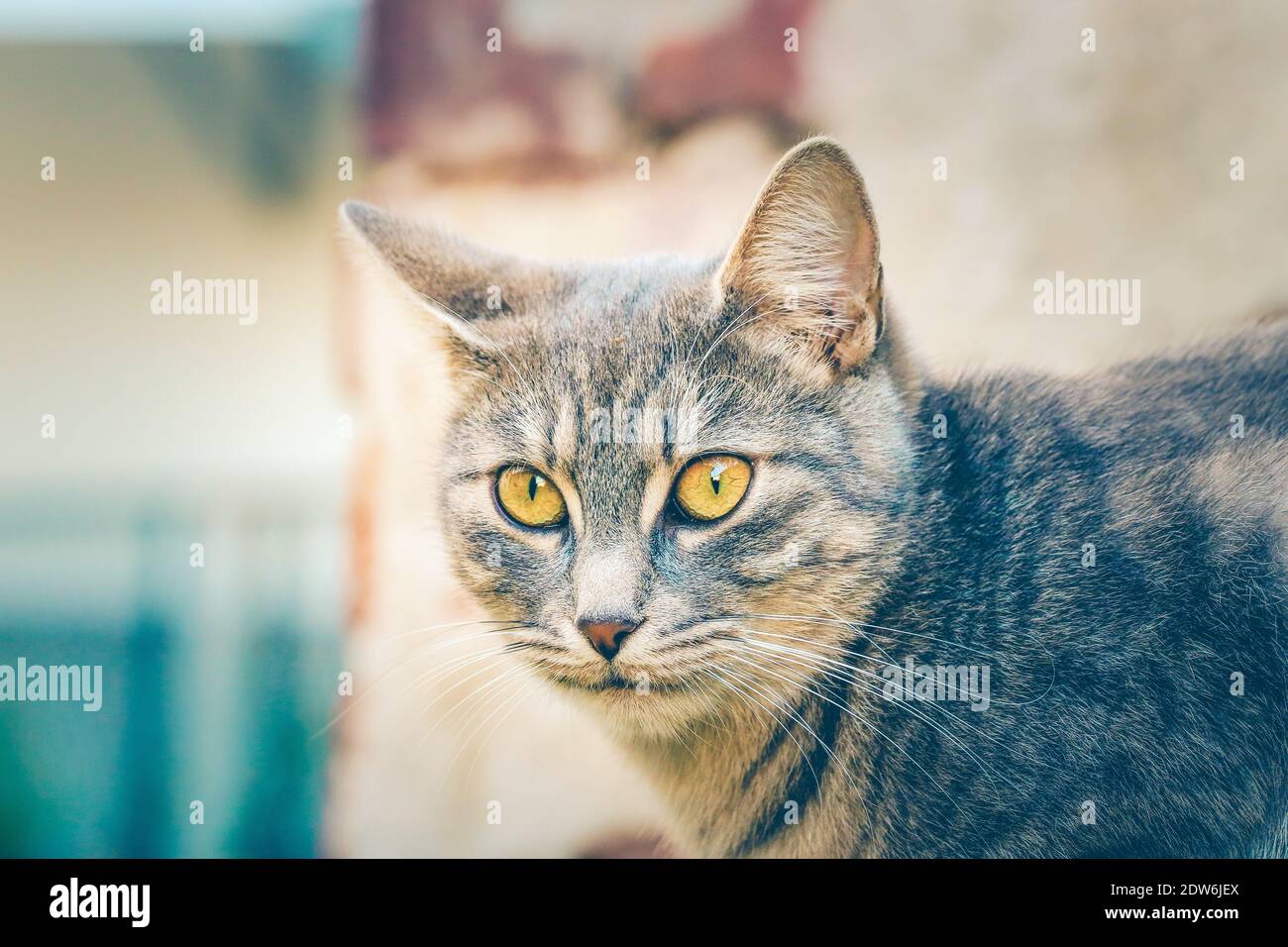 Portrait d'un chat aux yeux jaunes Banque D'Images