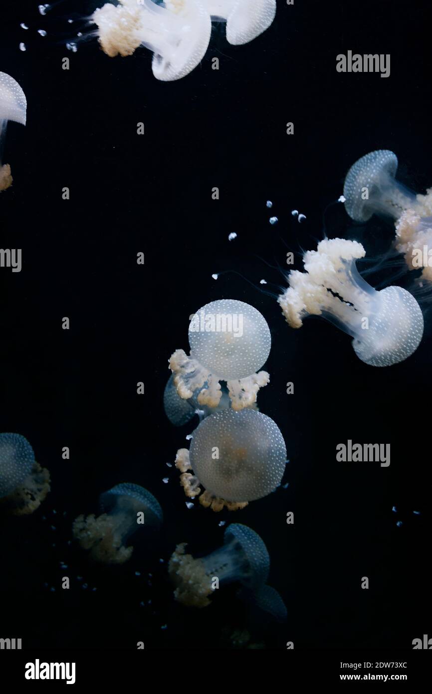 Méduses blanches, nageant sur fond noir.Lumineux, avec des couronnes mouillées et des tendres traînants Banque D'Images