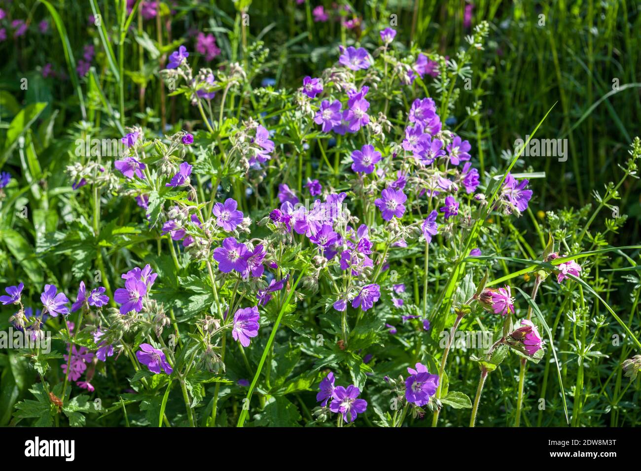 Crane-Bill, Ängsnäva (Geranium pratense) Banque D'Images