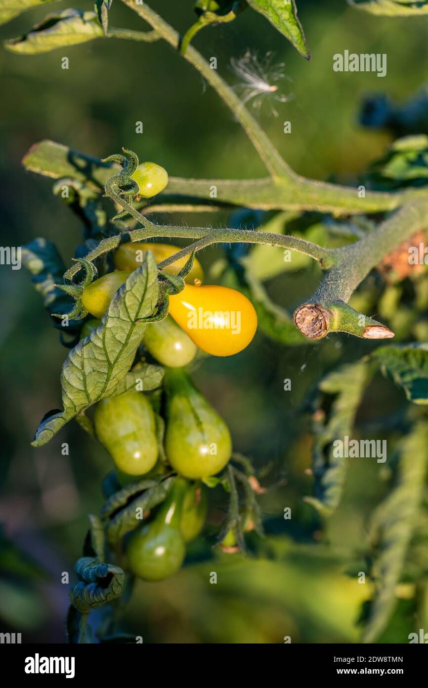 Tomate en forme de perles jaunes, Körbärstomater (Solanum lycopersicum) Banque D'Images