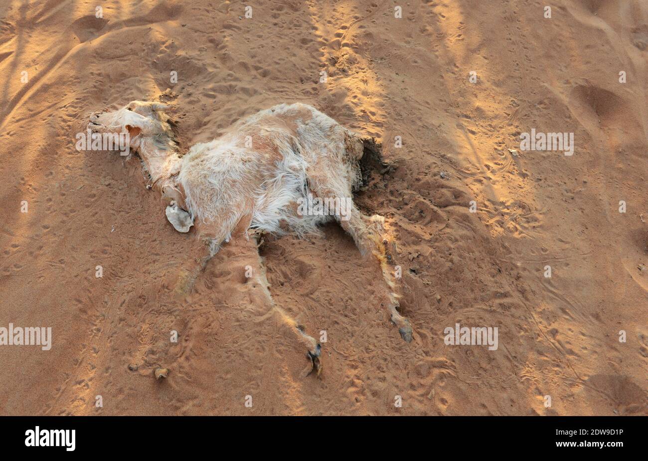 Une chèvre morte dans les sables de Wahiba en Oman. Banque D'Images