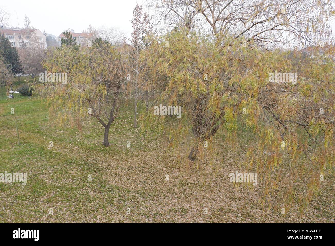 Arbres jaunes en automne Banque D'Images