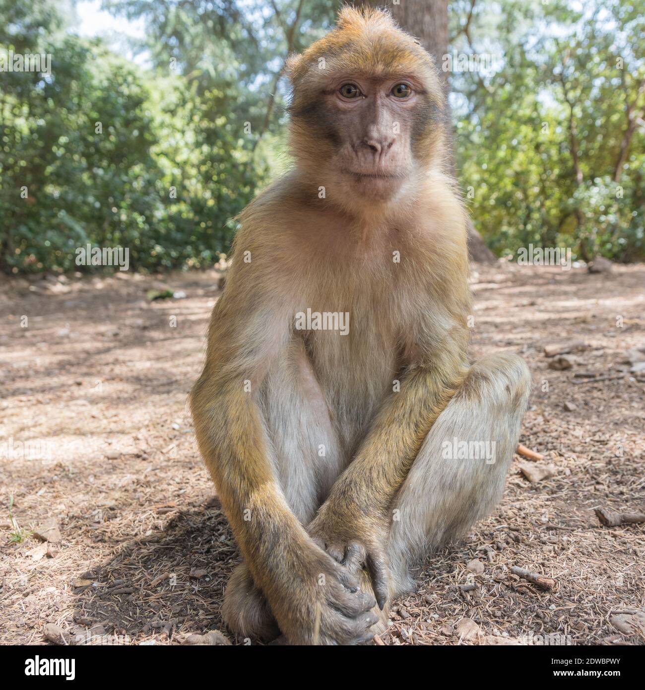 Le jeune singe de Barbarie Macaque est assis sur le sol dans la forêt de cèdres de la chaîne du Mid Atlas Azrou, Maroc Banque D'Images