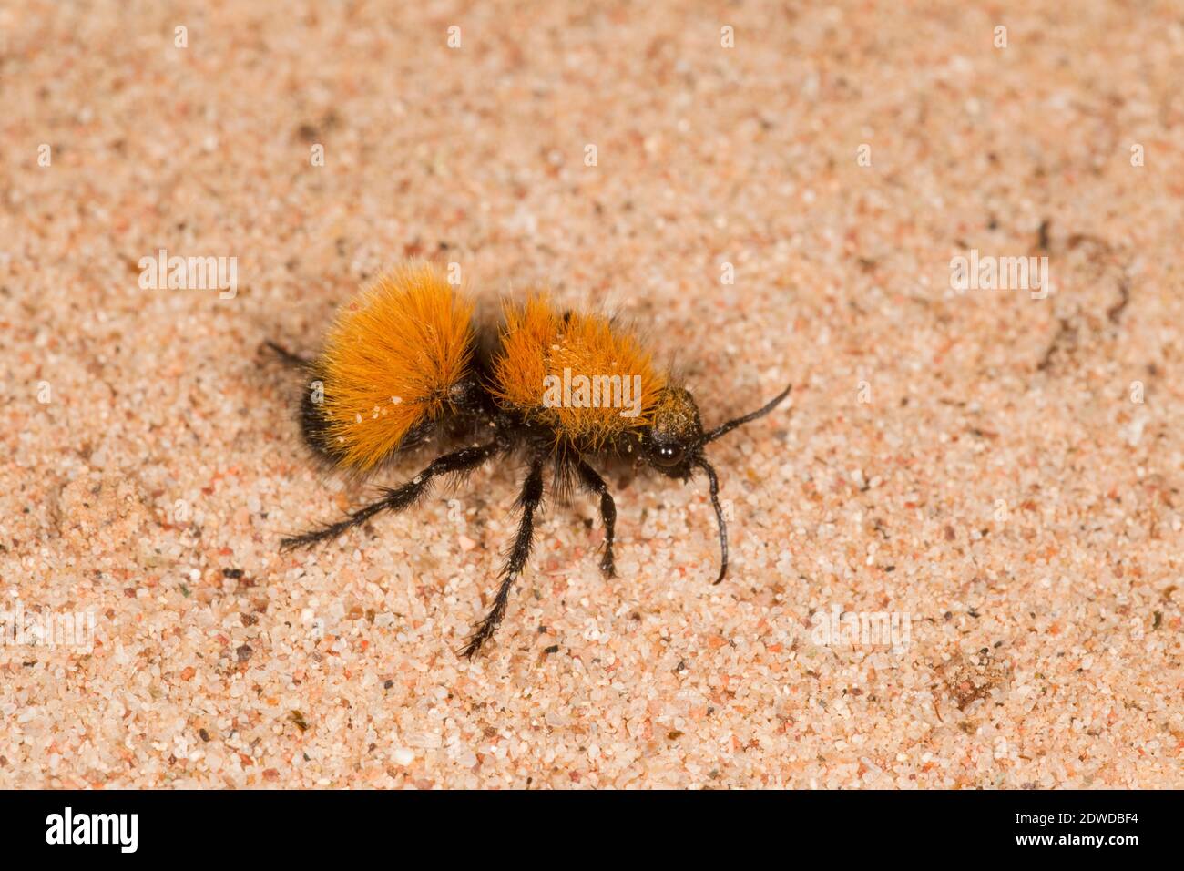 Velvet Ant femelle, Dasymutilla arenivaga, Mutillidae. Longueur du corps 14 mm. Banque D'Images