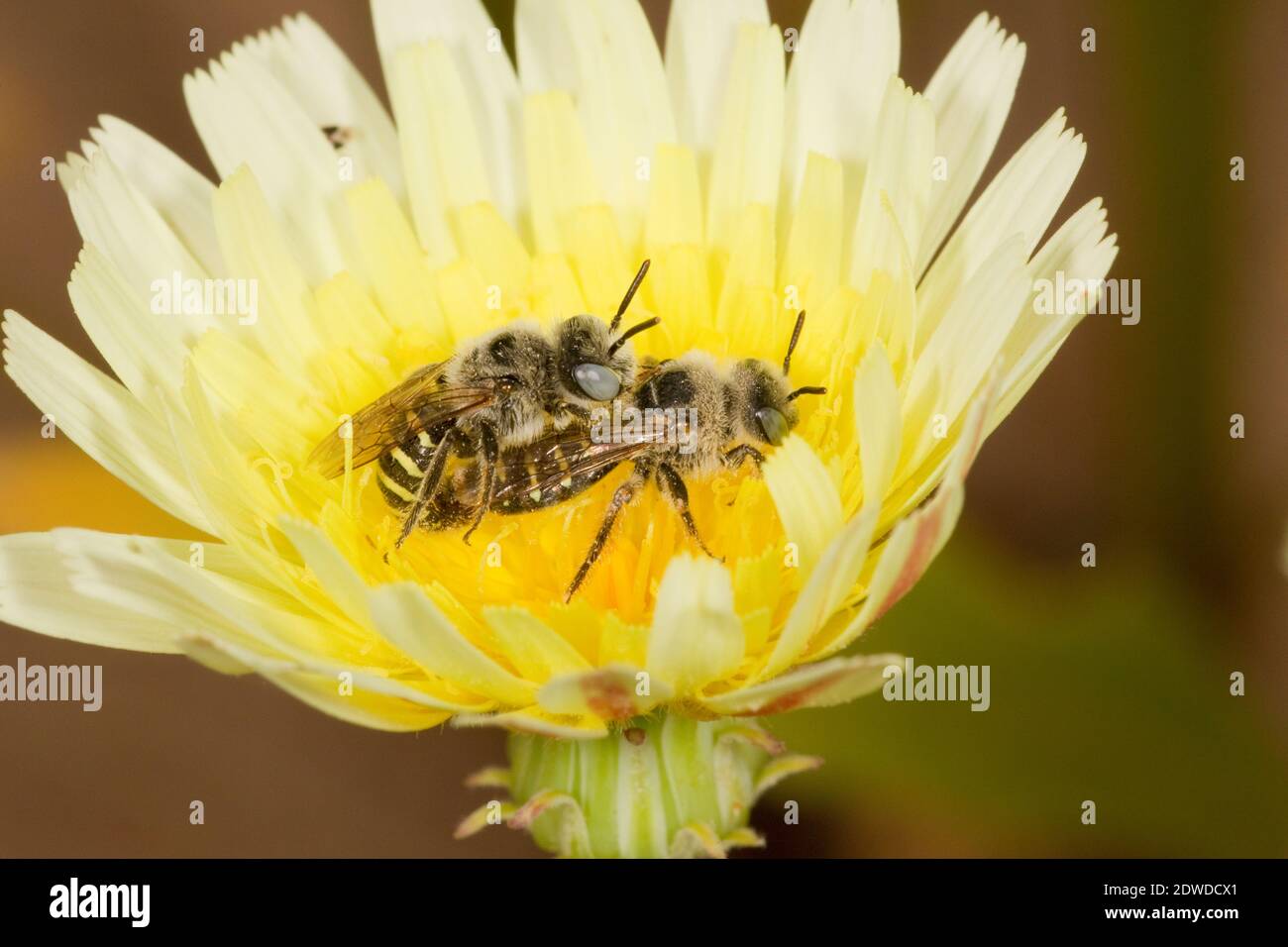 Dandélion du désert Nomadopsis accouplement mâle et femelle des abeilles, Calliopsis puellae, Andrenidae. Banque D'Images