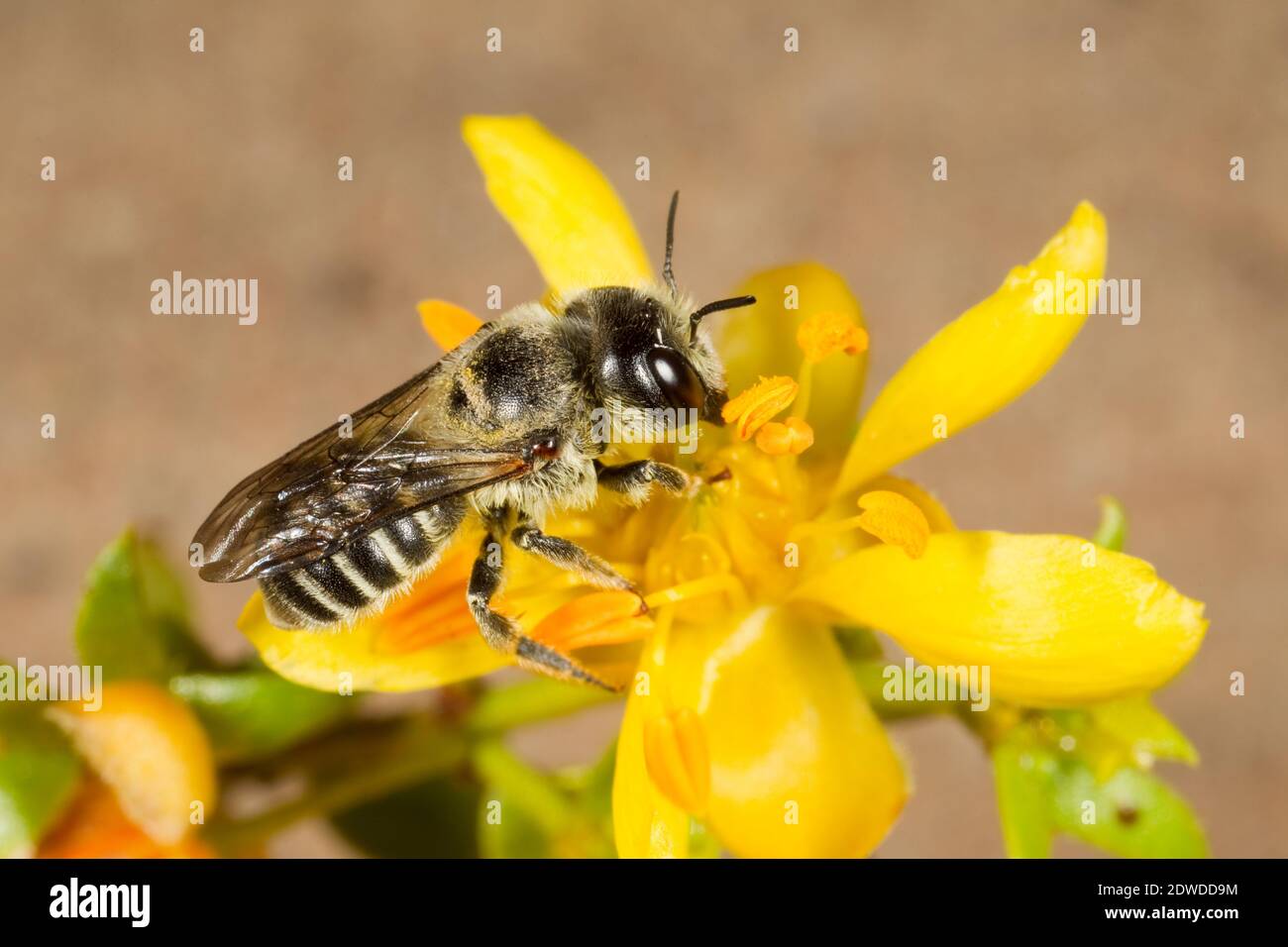 Femelle Mason Bee, Hoplitis biscutellae, ancien sous-genre Dasyosmia, maintenant sous-genre Alcidamea, Megachilidae. Longueur du corps 10 mm. Nectaring à Creosote Bush Banque D'Images