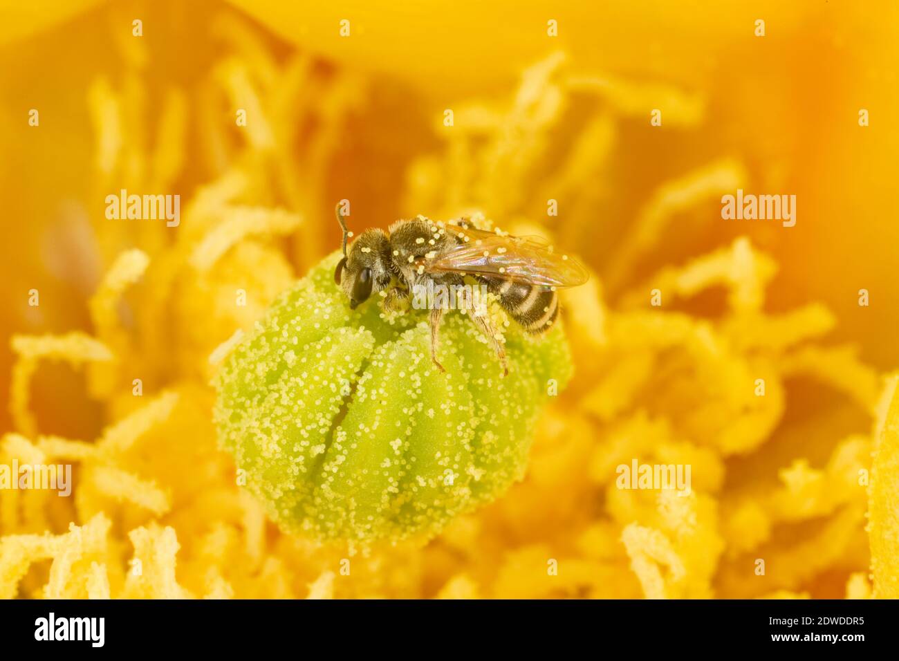 Femelle de raie, Halictus tripartitus, Halictidae. Longueur du corps 5 mm. Nectaring à Engelmann Prickly Pear Cactus, Opuntia engelmannii, Cactaceae. Banque D'Images