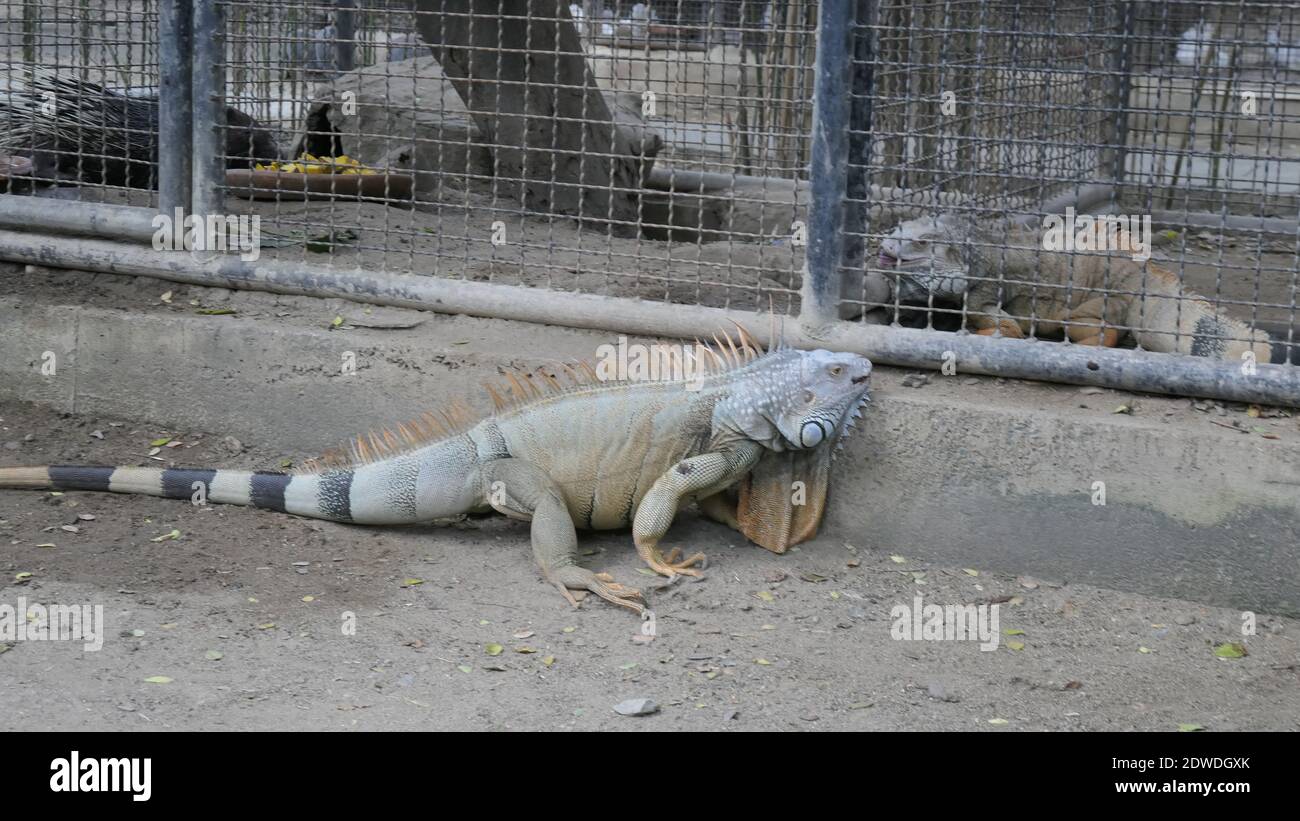 Lézard dans une cage Photo Stock - Alamy