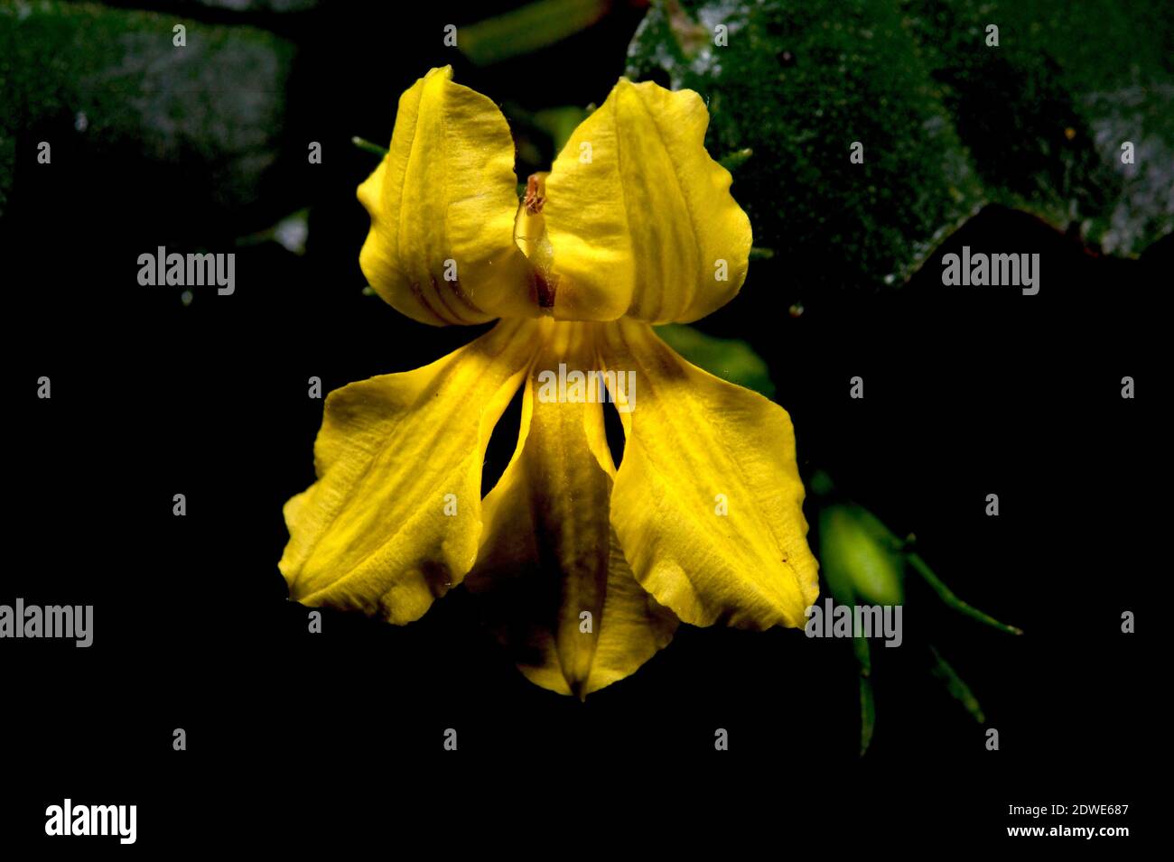 Hop Goodenia (Goodenia Ovata) n'a rien à voir avec le houblon dans la bière - c'est un arbuste australien commun avec des fleurs jaunes la plupart de l'année. Banque D'Images