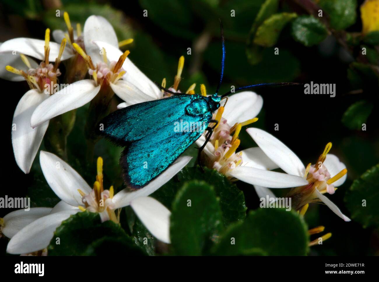 Un insecte irisé débarqua sur ces fleurs blanches, juste en face de moi. Je pense que les fleurs étaient une mauvaise herbe - et je n'ai aucune idée de ce qu'est l'insecte! Banque D'Images