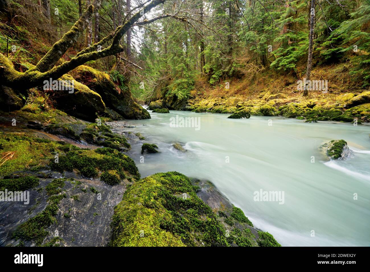 Rivière Boulder qui traverse une ancienne forêt de croissance, nature sauvage de la rivière Boulder, Central Cascades, Washington, États-Unis Banque D'Images