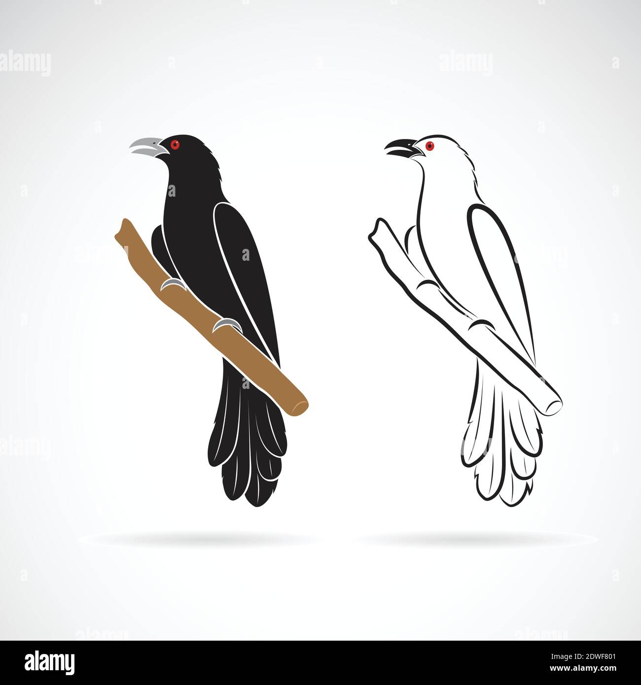 Oiseau de koel asiatique (Eudynamique scolopaceus) sur fond blanc. Oiseaux. Animaux. Illustration vectorielle superposée facile à modifier. Illustration de Vecteur
