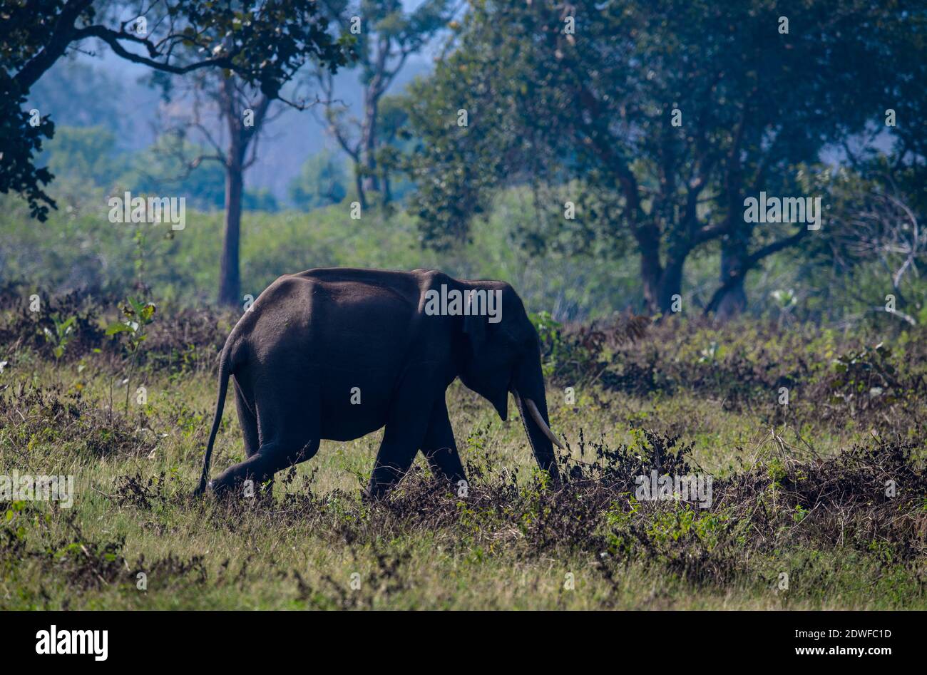 Les éléphants sauvages dans la jungle verte, profondément dans les bois, la vie bat sous la canopée. Vous trouvez la magie dans le chaque jour, et l'éternité dans l'ordinaire. Banque D'Images