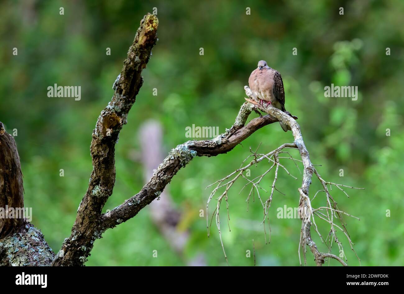 Une colombe tachetée perchée sur une branche d'un arbre dans le fond vert de la forêt sauvage. Banque D'Images