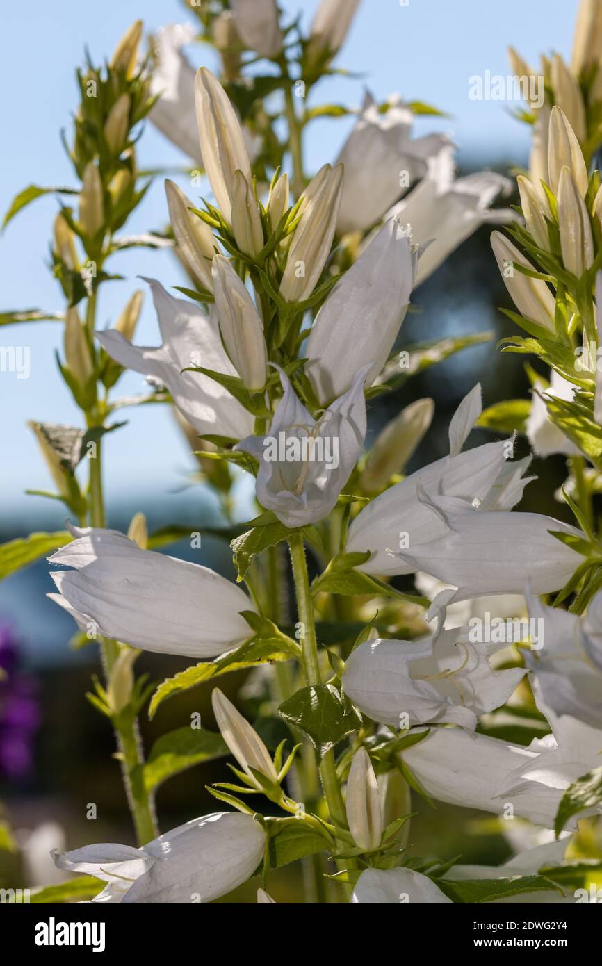 Giant Bellflower, Campanula latifolia (Hässleklocka) Banque D'Images