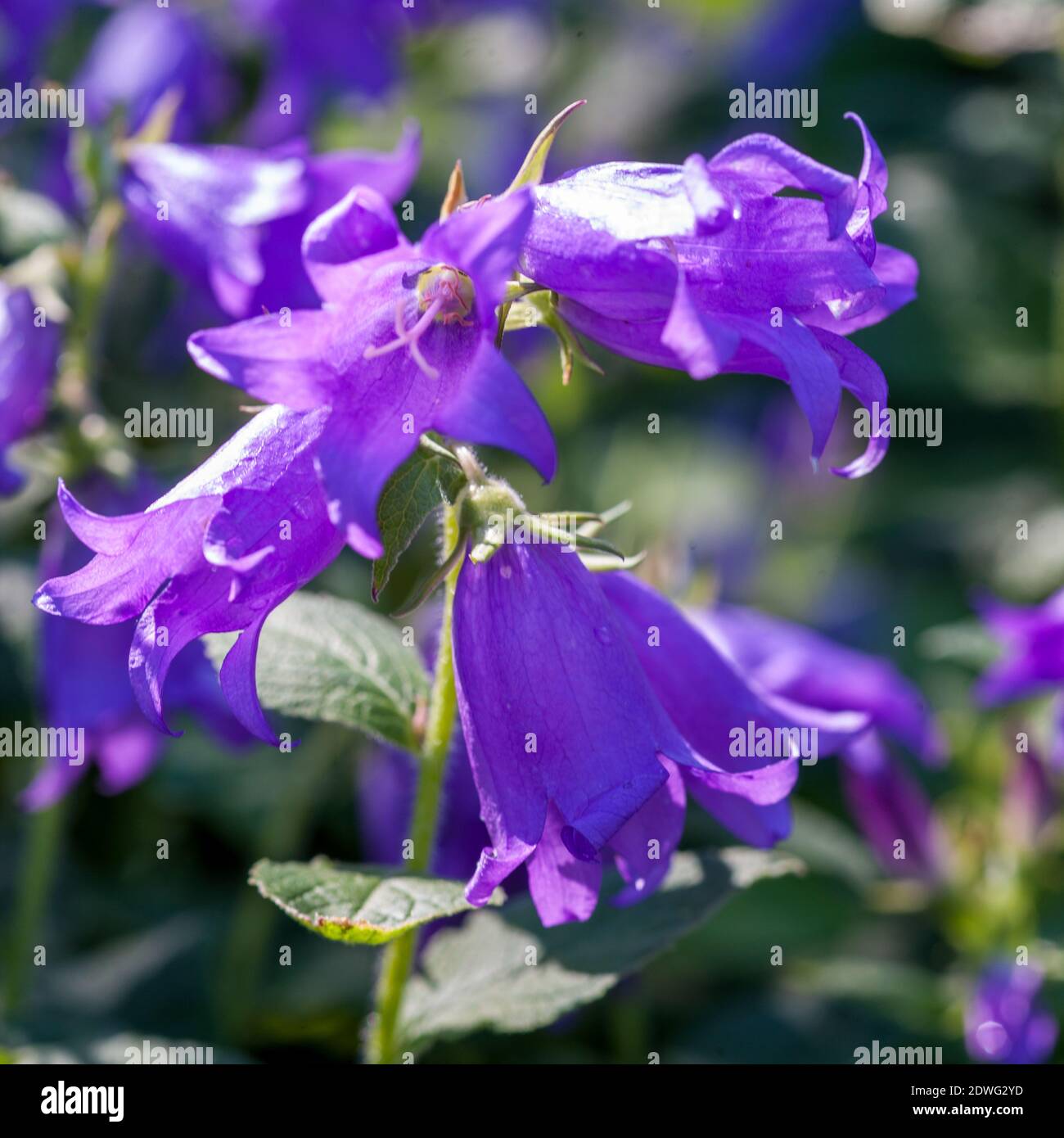 Giant Bellflower, Campanula latifolia (Hässleklocka) Banque D'Images