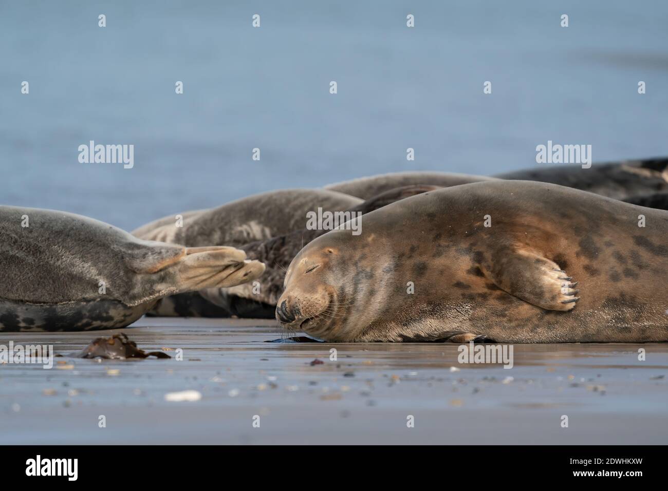 Drole De Paresseux Phoques Sur La Plage De Sable De Dune Allemagne Photo Stock Alamy