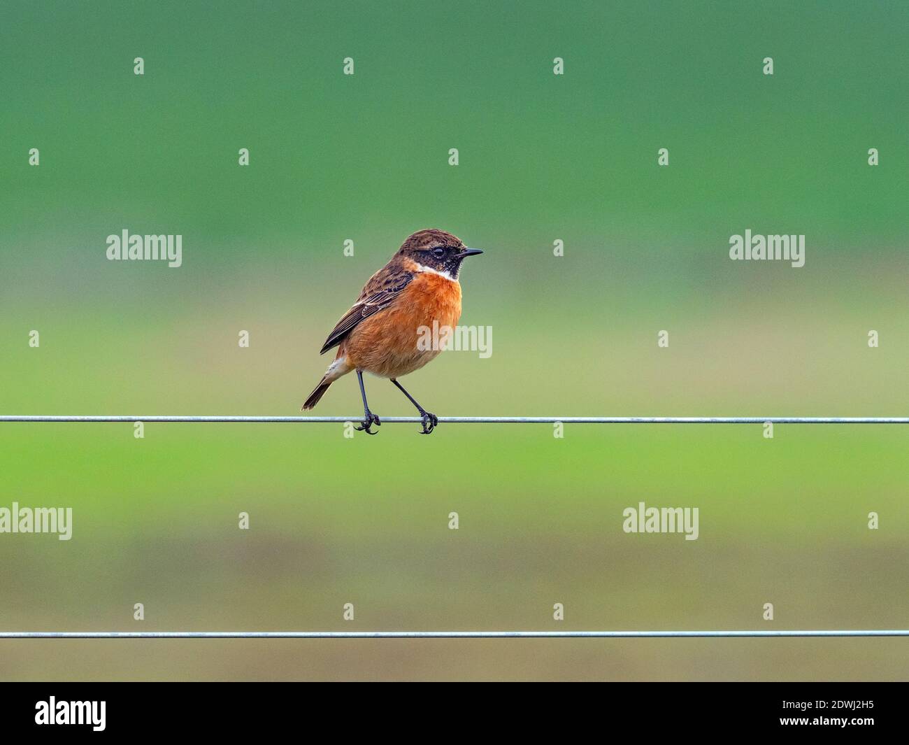 Saxicola torquata Stonechat mâle sur promontoire côtier en hiver Banque D'Images
