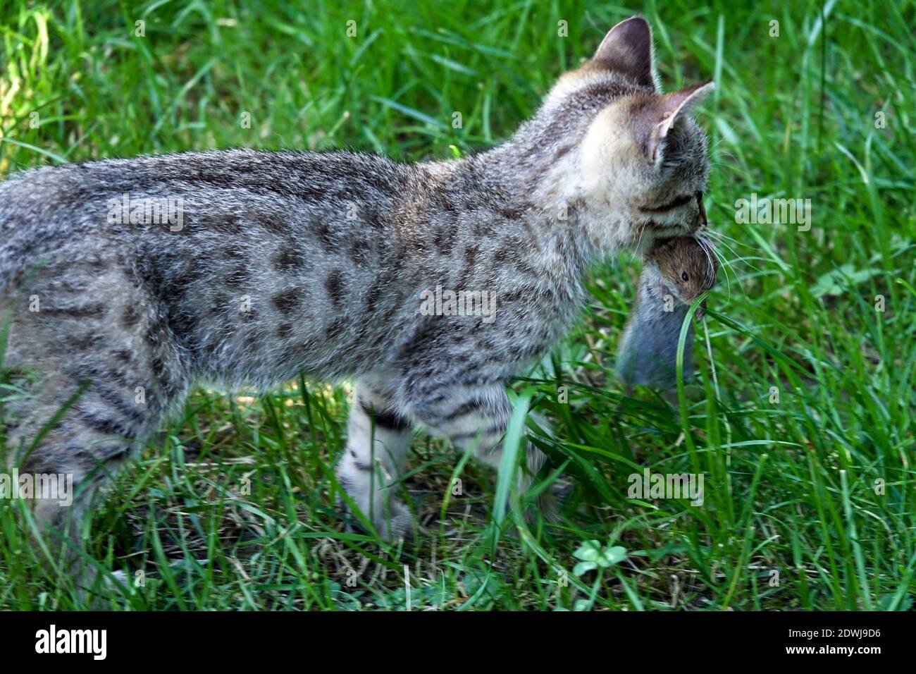 La bouche de souris de chat domestique, porte une prise Banque D'Images