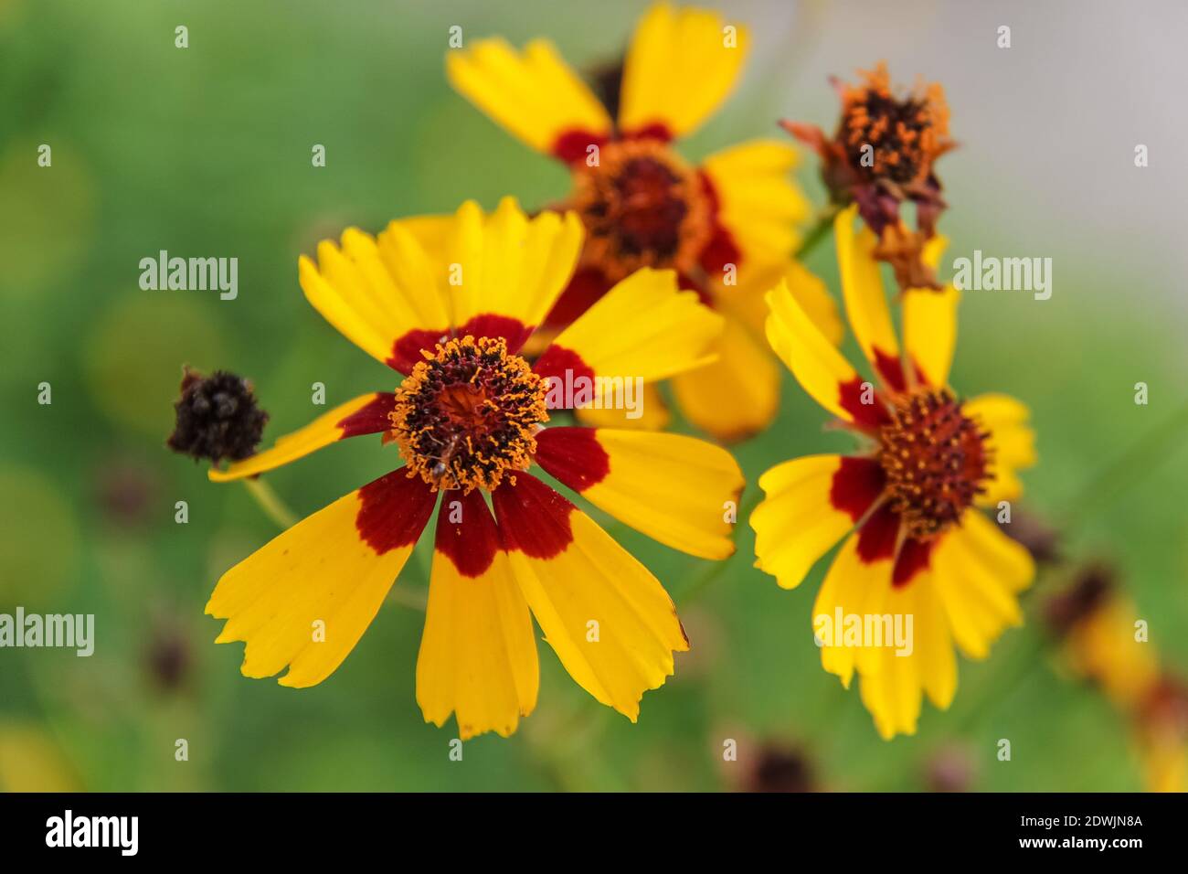 Close-up of Yellow Flowering Plant Banque D'Images