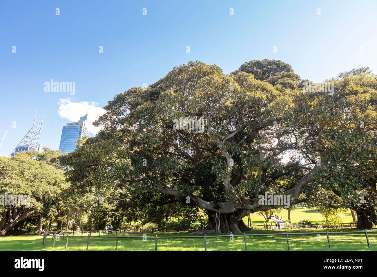 Grand, ancien Ficus macrophylla, communément appelé figuier de Moreton Bay ou banyan australien. Banque D'Images