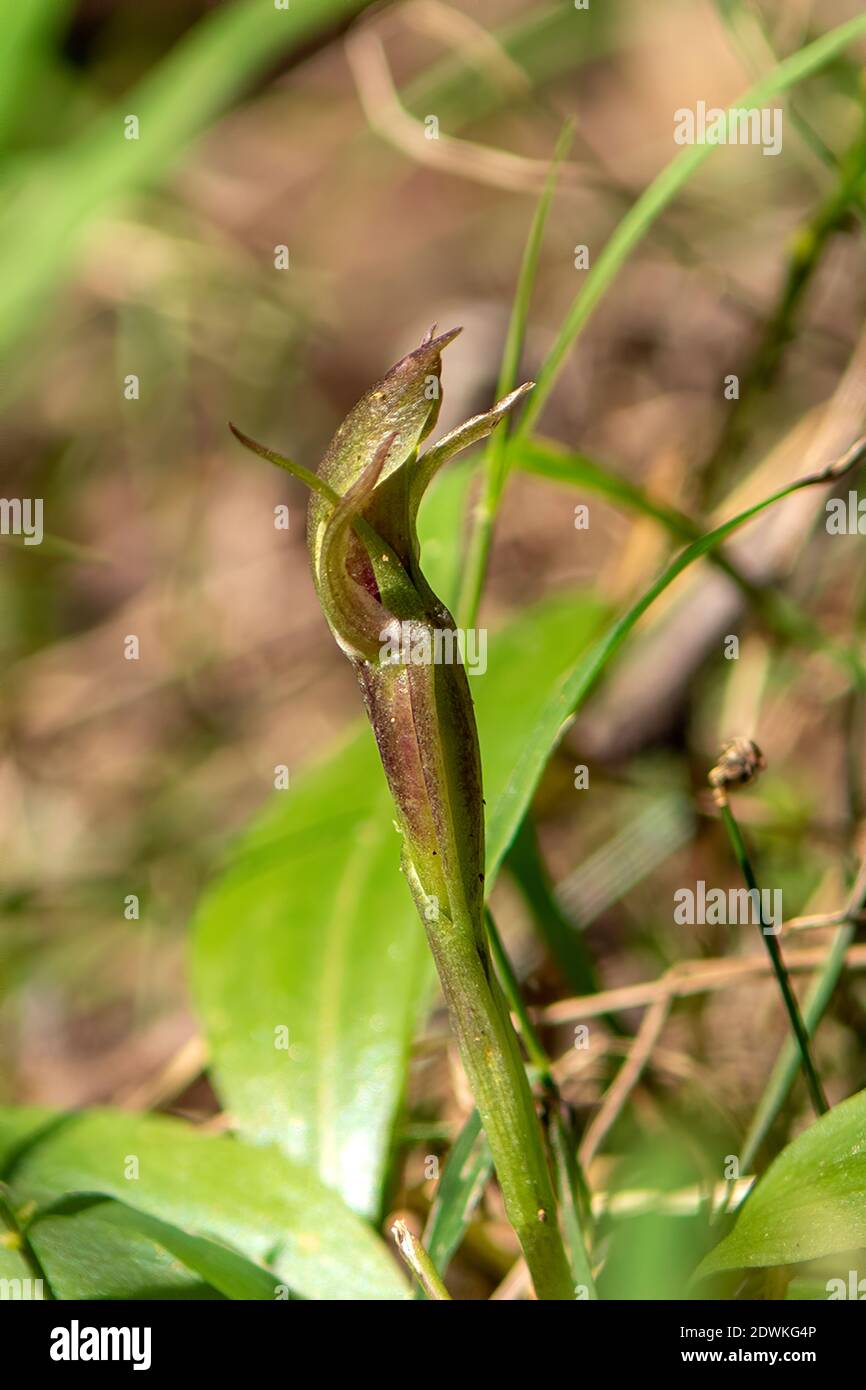 Chiloglottis cornuta, orchidée d'oiseau vert Banque D'Images