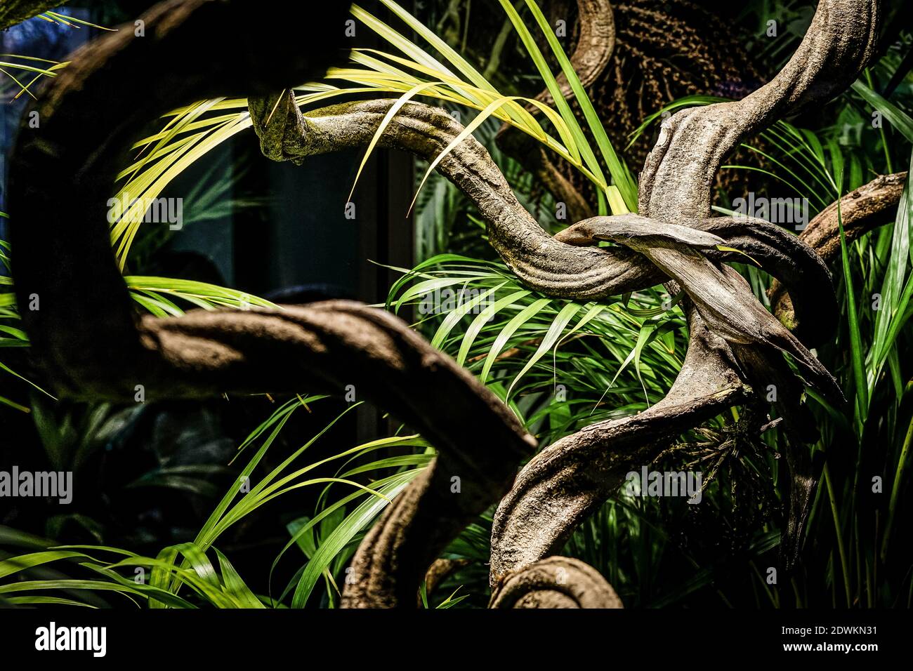 Branches enchevêtrées et tordues dans une jungle environnante Banque D'Images