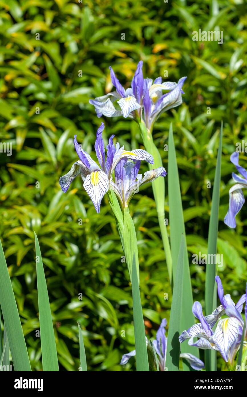 Iris missouriensis plante à fleurs printanières avec une fleur de printemps bleu  violet communément connue sous le nom de Fla du Missouri ou drapeau bleu de  l'Ouest, stock photo imag Photo Stock -