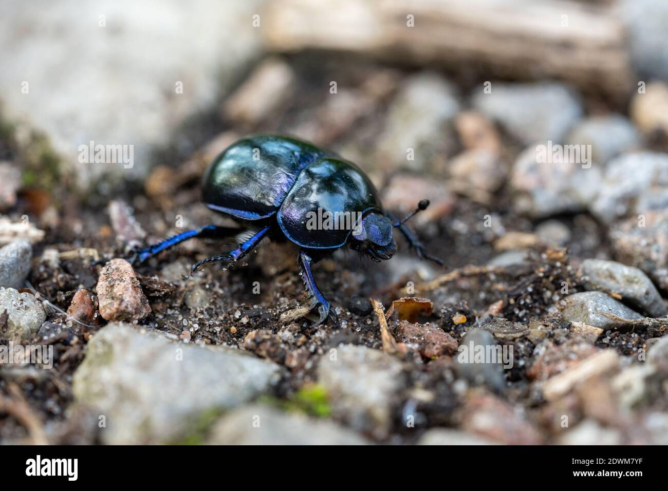 macro-dendroctone du dendroctone oplotupes stercorosus sur le sol, allemagne Banque D'Images