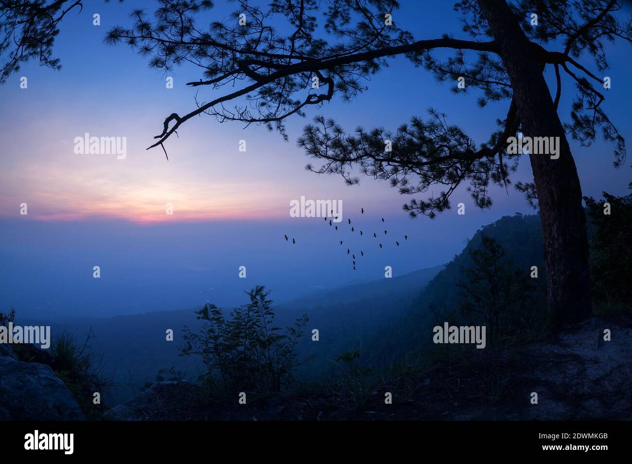 silhouette pin forêt tropicale ciel et nuage colorés avec groupe d'oiseaux quand coucher de soleil et lever de soleil paysage de l'asie nature déplacement Banque D'Images