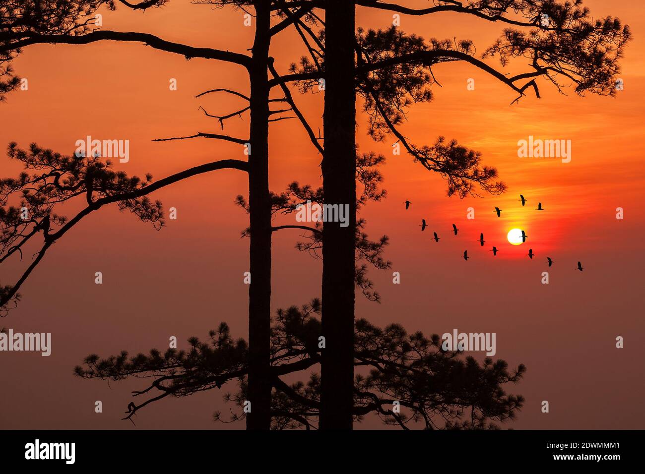 silhouette pin forêt tropicale ciel et nuage colorés avec groupe d'oiseaux quand coucher de soleil et lever de soleil paysage de l'asie nature déplacement Banque D'Images