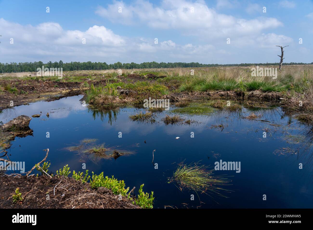 Landes dans la lande de Lueneburg avec du coton, du coton de tussock ou du coton gainé, des bouleaux Banque D'Images