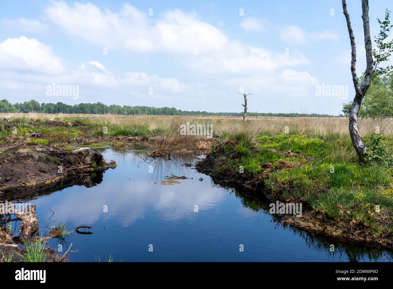 Landes dans la lande de Lueneburg avec du coton, du coton de tussock ou du coton gainé, des bouleaux Banque D'Images