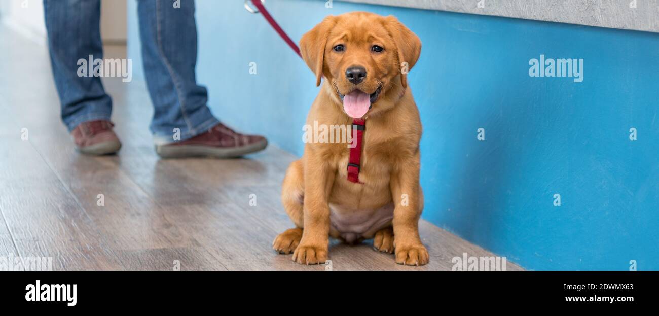 Labrador chiot avec son propriétaire sur une laisse à la réception d'une pratique vétérinaire moderne Banque D'Images