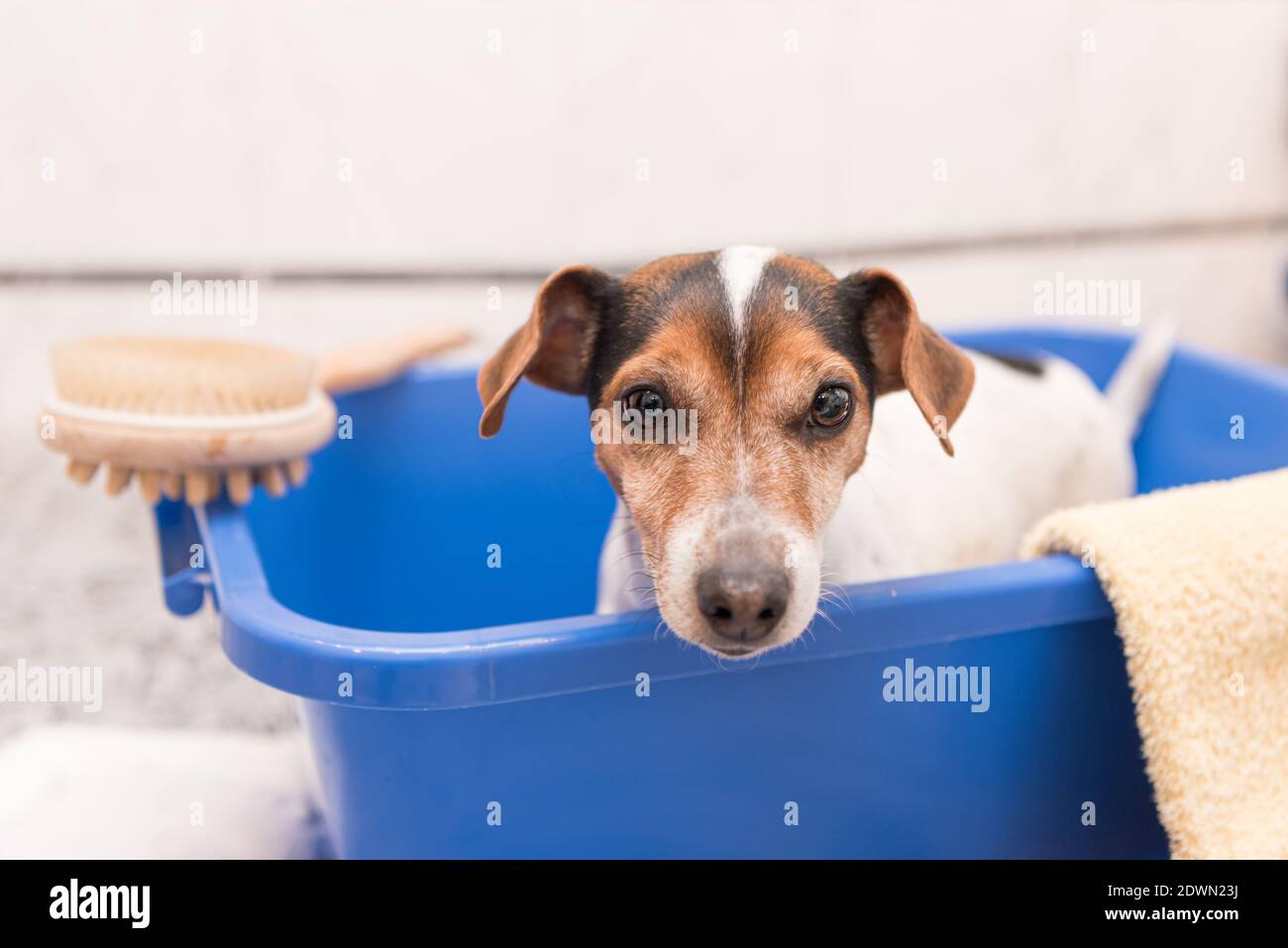 Joli petit chien dans une baignoire bleue, Jack Russell Terrier Banque D'Images