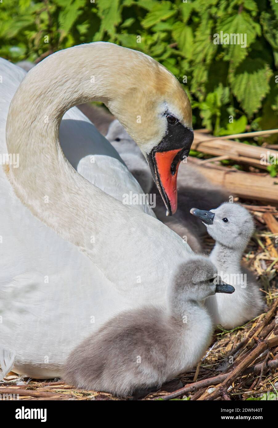 Mute Swan (Cygnus olor) poussins fraîchement éclos reposant dans un confortable et chaleureux lit de plumes de mère, Heidelberg, Baden-Wuerttemberg, Allemagne Banque D'Images