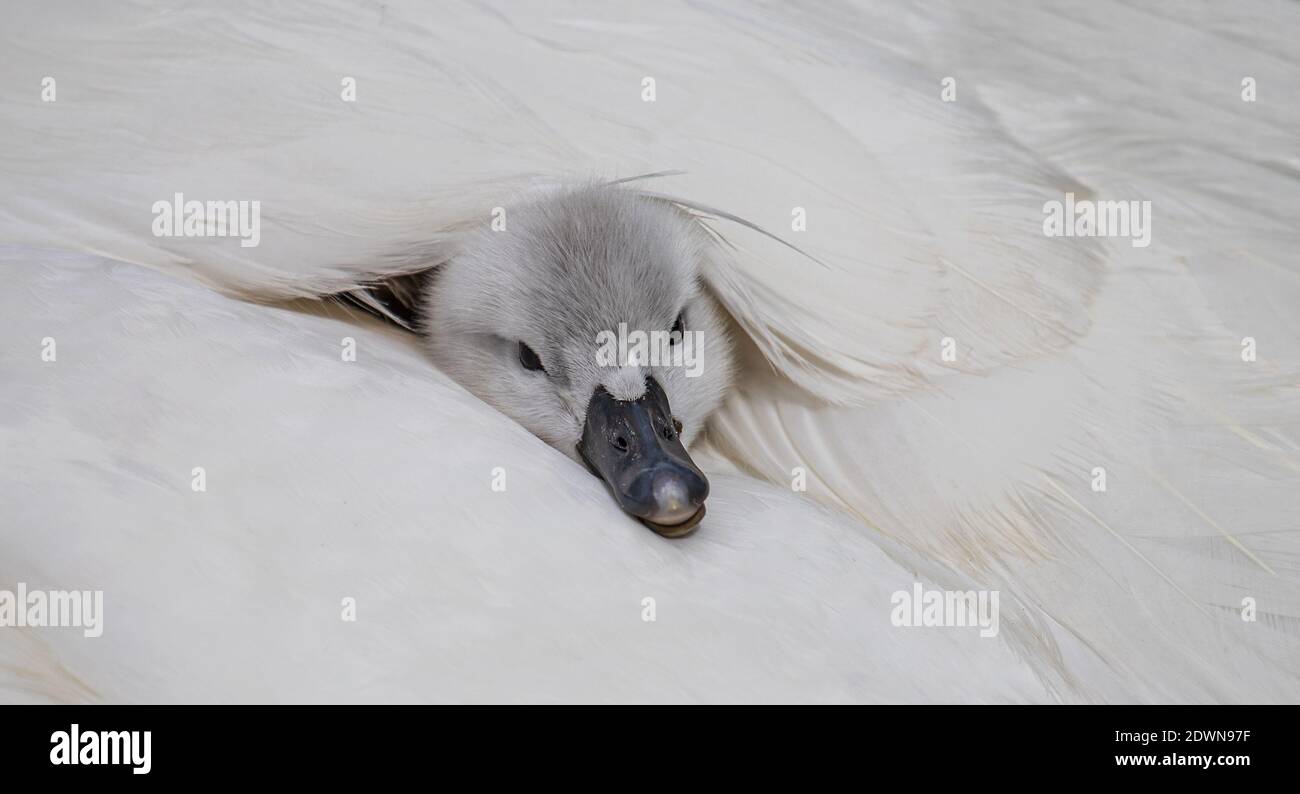 Mute Swan (Cygnus olor) poussin fraîchement éclos reposant dans confortable et chaud lit de plumes de mère partiellement caché derrière la plume, Heidelberg, Baden-Wuerttemb Banque D'Images