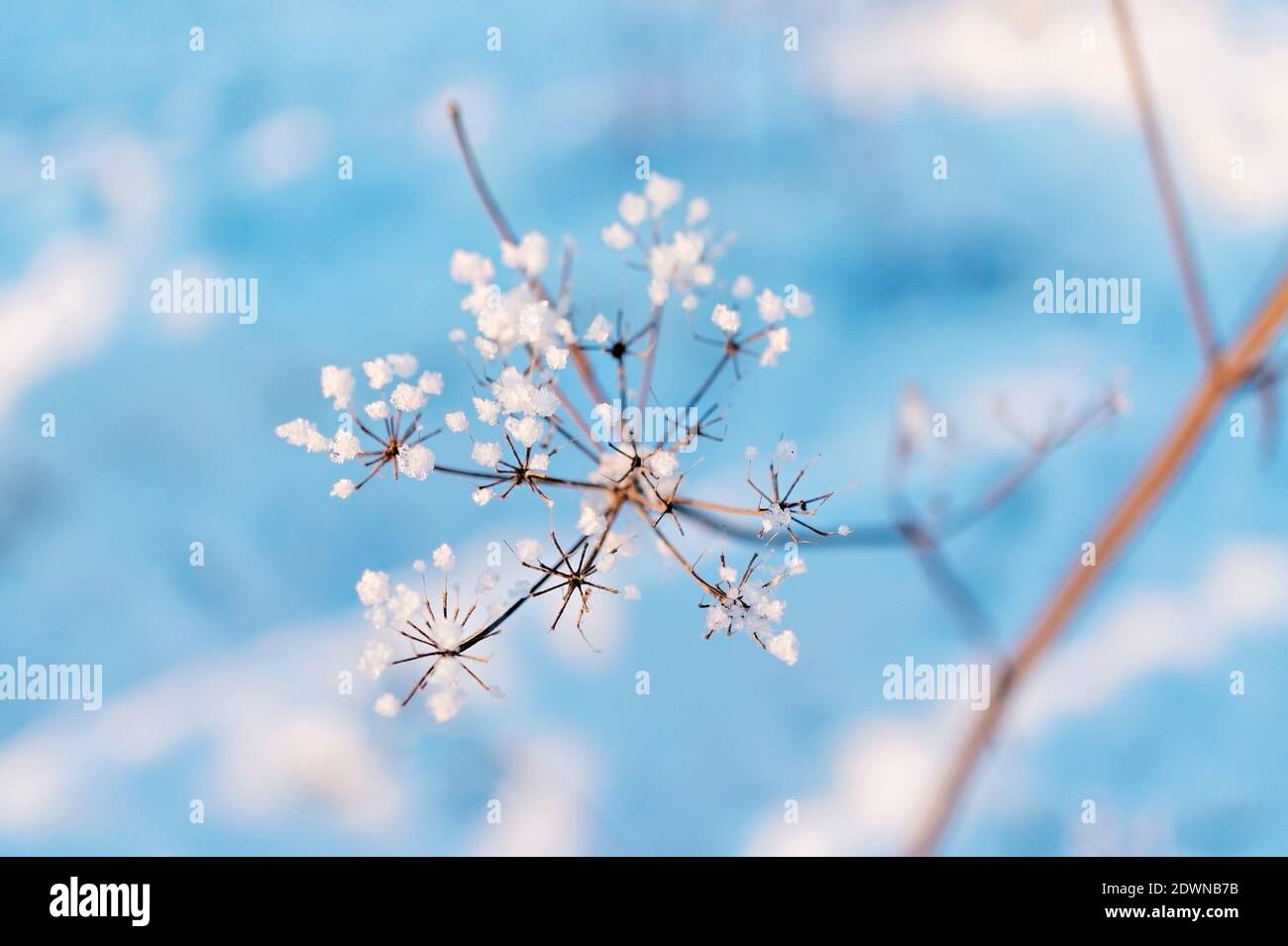Fond bleu d'hiver avec plante sèche recouverte de rime et de neige, foyer sélectif. Fleurs d'hiver gros plan, concept minimaliste, design, abstrait, tex Banque D'Images