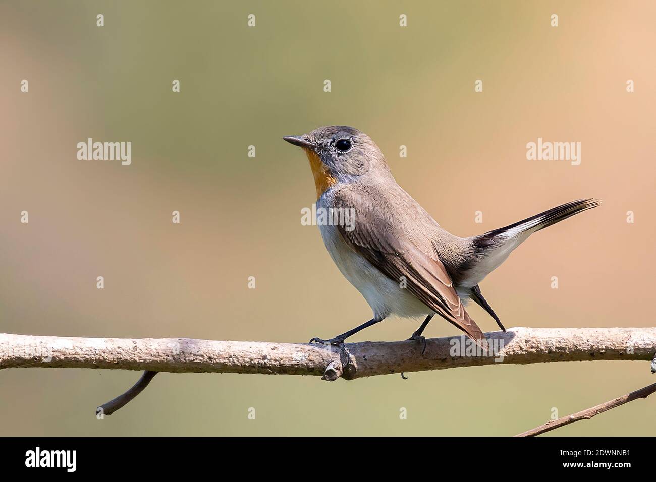 Image d'oiseau de Moucherolle de la taïga ou de Moucherolle à gorge rouge (Ficedula albicilla) sur une branche d'arbre sur fond de nature. Oiseaux. Animal. Banque D'Images