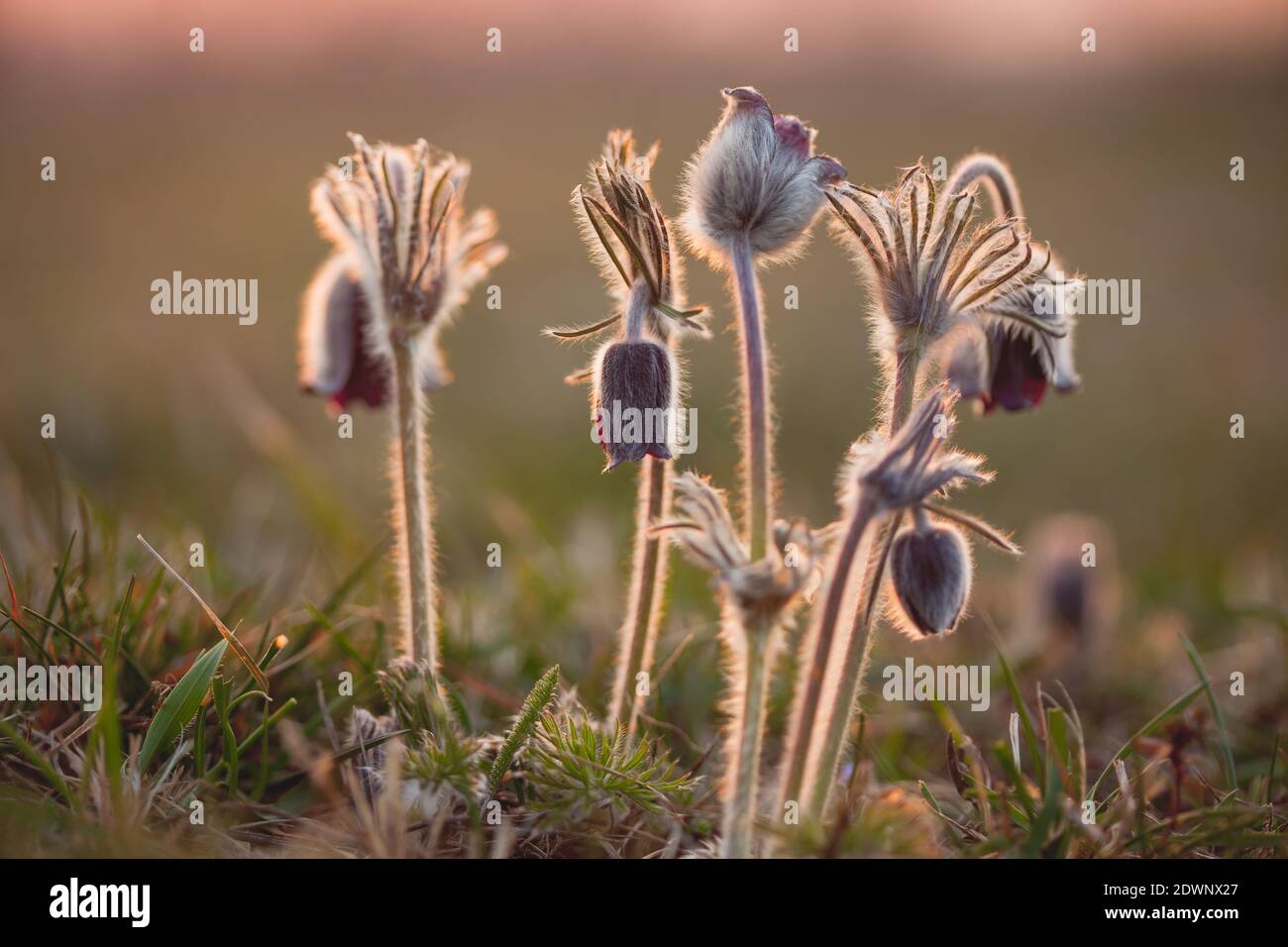 Pulsatilla-Pulsatilla pratensis subsp. Nigricans Banque D'Images