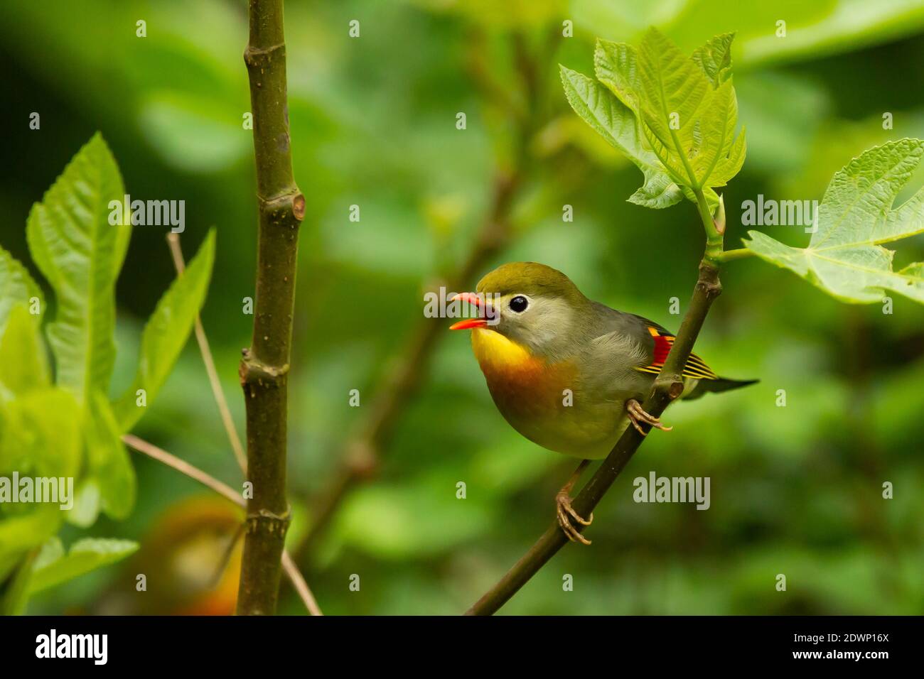 Photo sélective d'un joli leiothrix à bec rouge chantant oiseau perché sur un arbre Banque D'Images