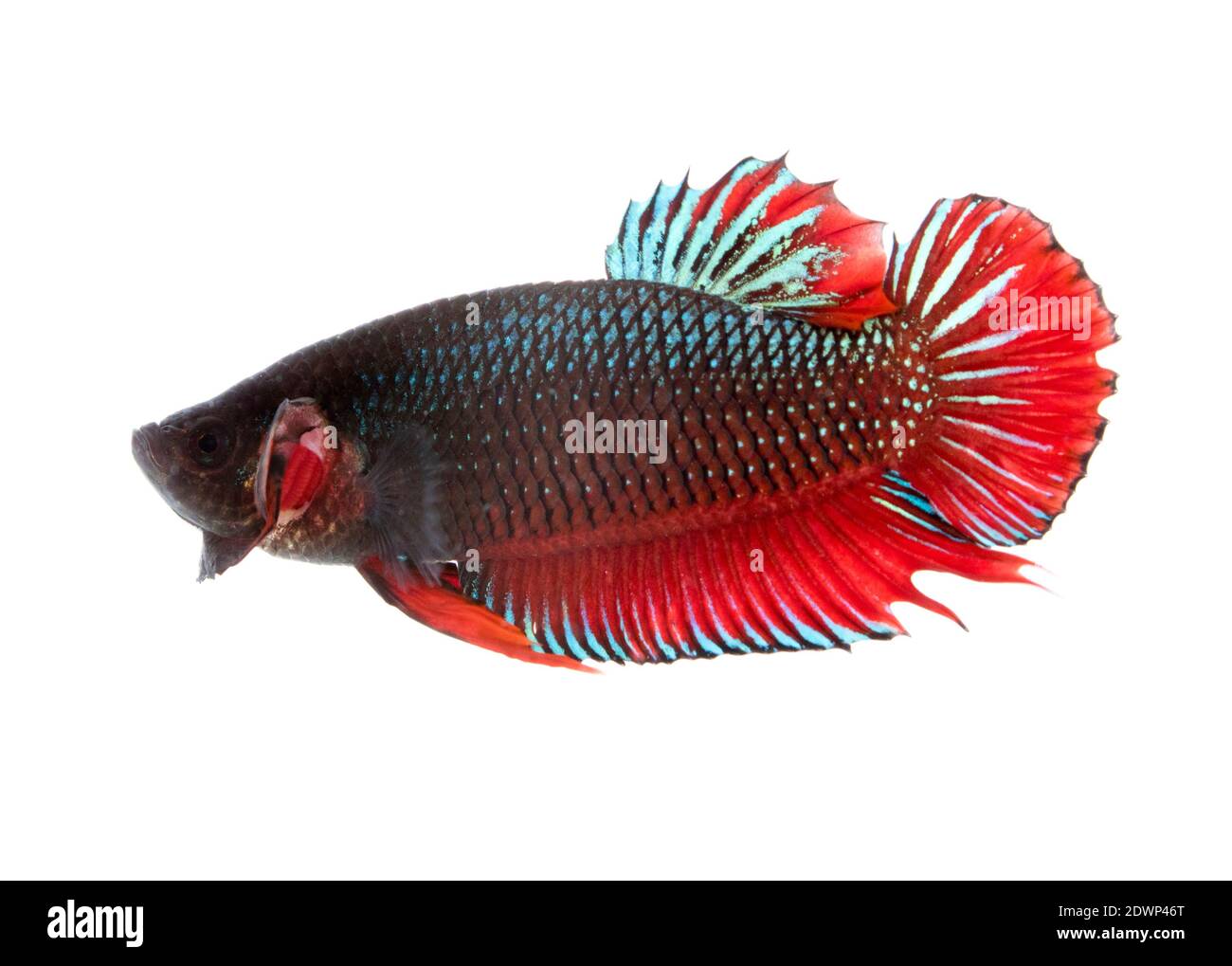 Image d'un poisson de combat sur fond blanc. (Betta splendens) Banque D'Images