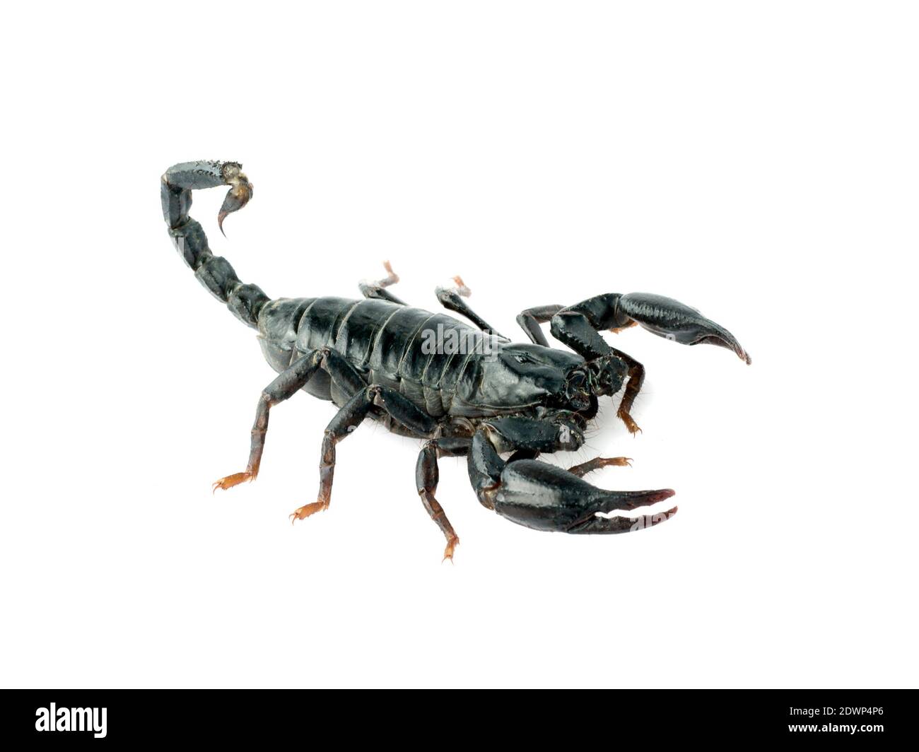 Image de scorpion sur fond blanc. Banque D'Images