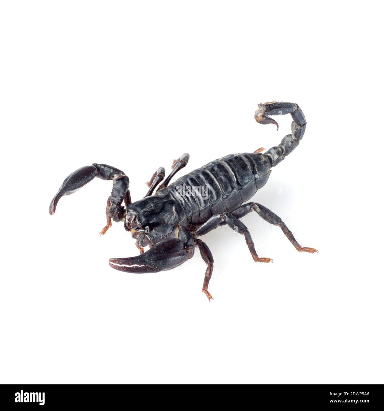 Image de scorpion sur fond blanc. Banque D'Images