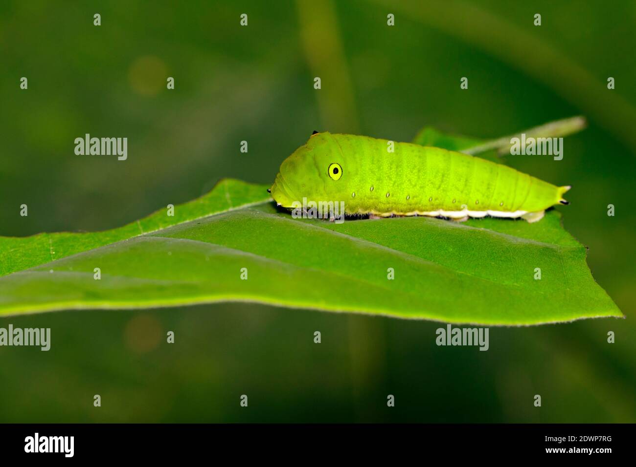 Image de la chenille de geai commun vert (Graphium doson evemonides) sur la feuille verte. Insecte. Insecte. Animal. Banque D'Images Image de la chenille de geai commun vert (Graphium doson evemonides) sur la feuille verte. Insecte. Insecte. Animal. Banque D'Images