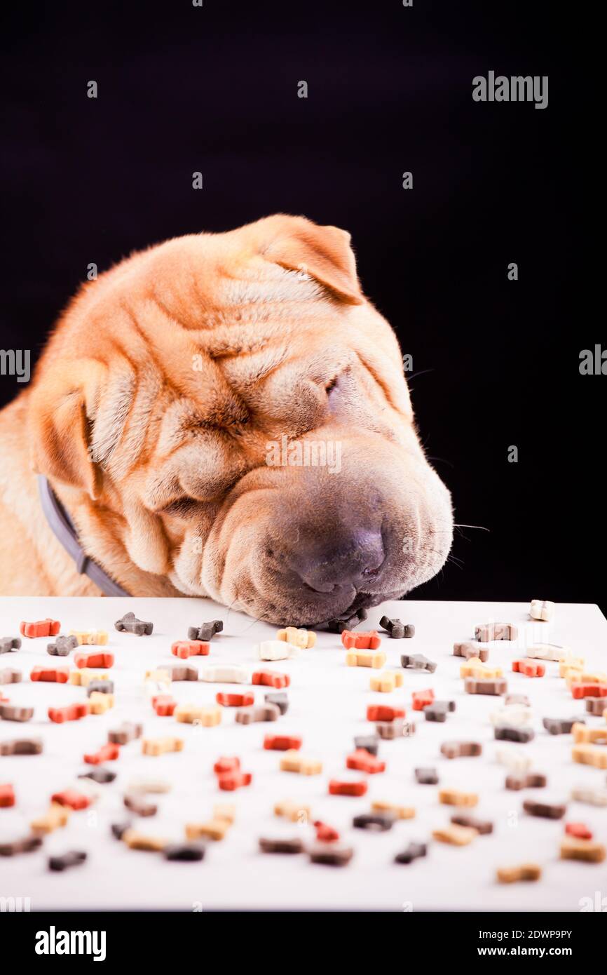 chien aiguï avec assiette sur noir Banque D'Images