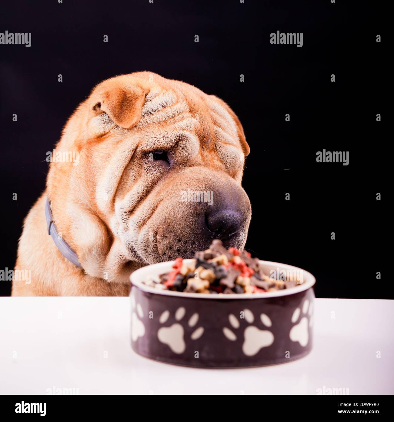 chien aiguï avec assiette sur noir Banque D'Images