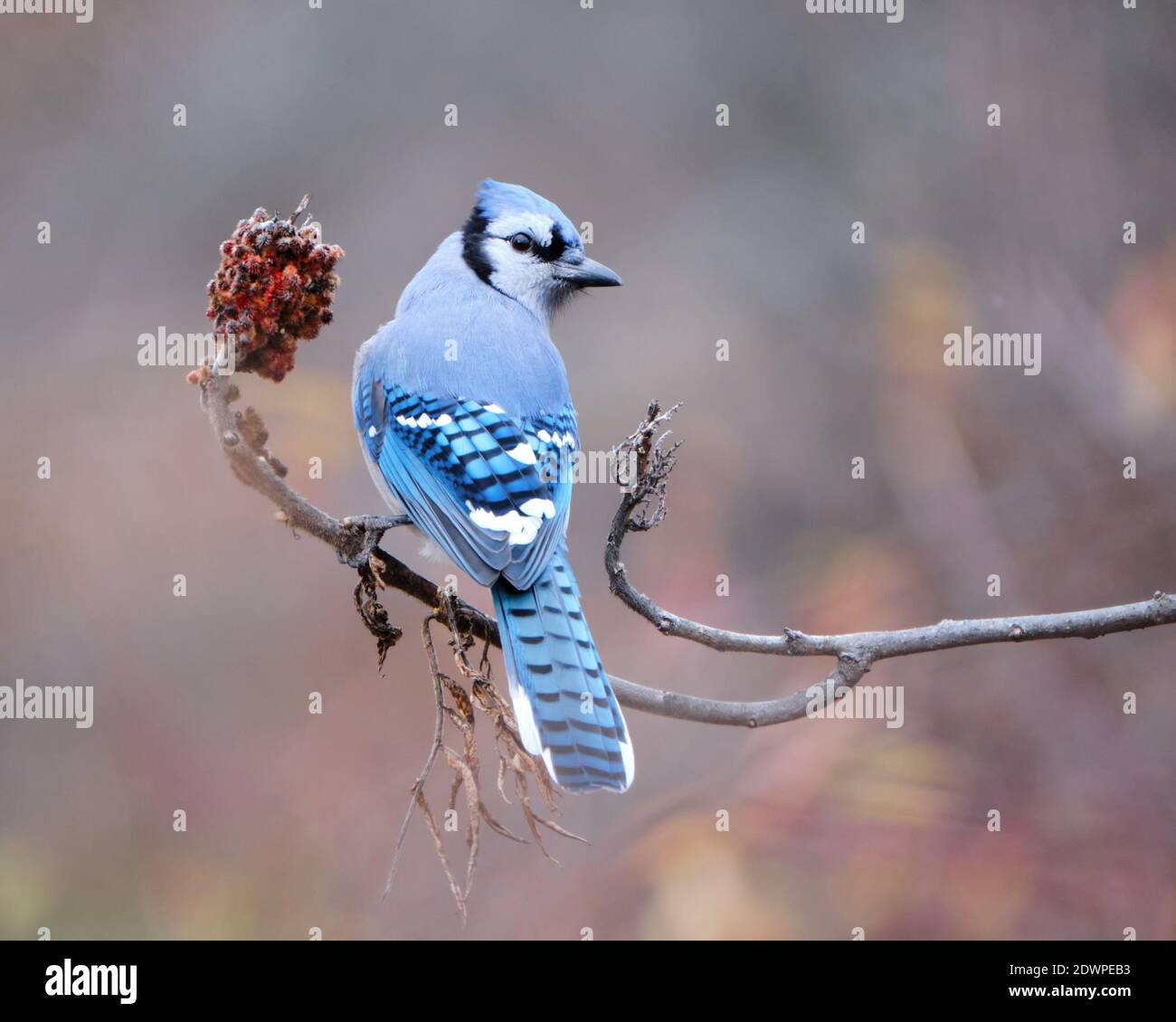 Un geai bleu, Cyanocitta cristata, perché sur une branche de sumac vu du dos montrant des plumes dorsales, la tête tournée vers l'appareil photo Banque D'Images